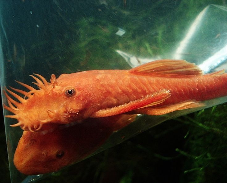 Super Red Bristlenose Pleco Breeding Pair