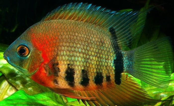 Rainbow Severum