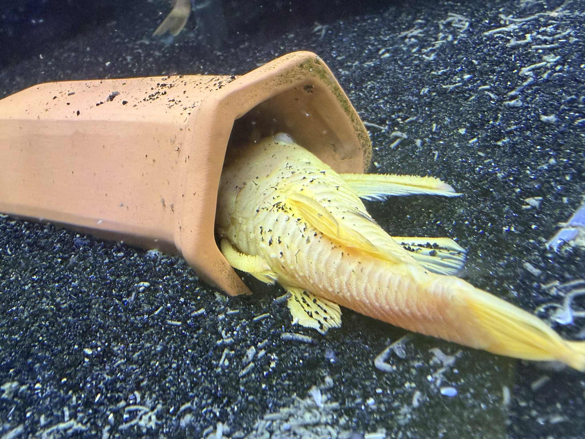 Albino Bristlenose Pleco Breeding Pair